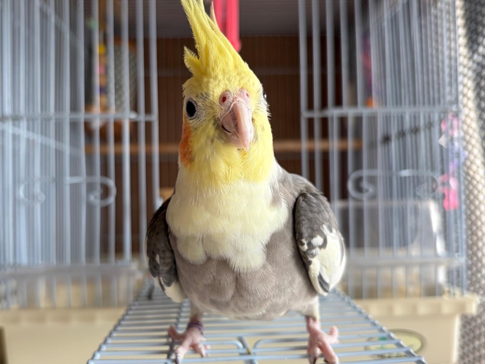 デコポンちゃん