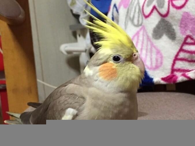 ピーちゃん ピーちゃん