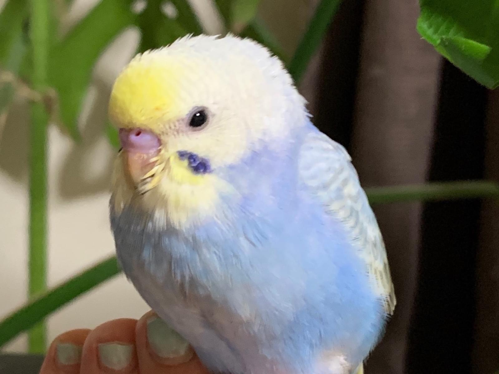 てんちゃん てんちゃん