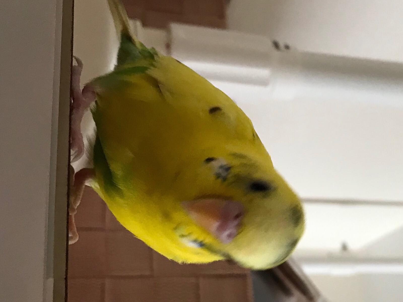 保護された鳥 保護された鳥