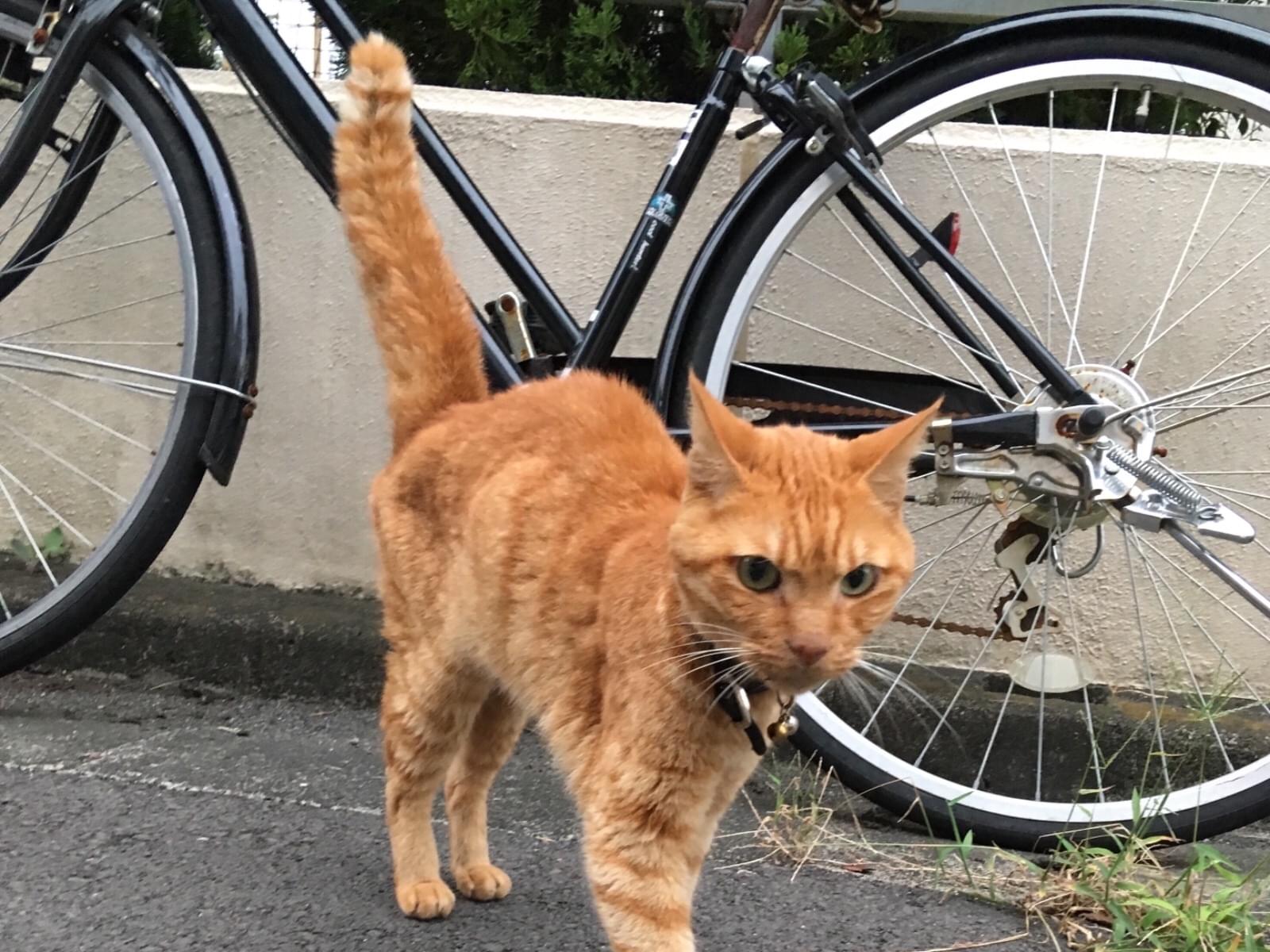 目撃された猫 目撃された猫
