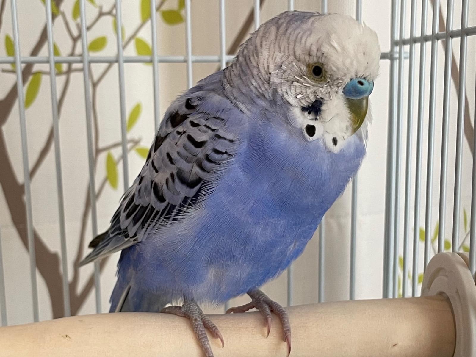 保護された鳥 保護された鳥