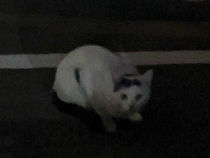 目撃された猫 目撃された猫