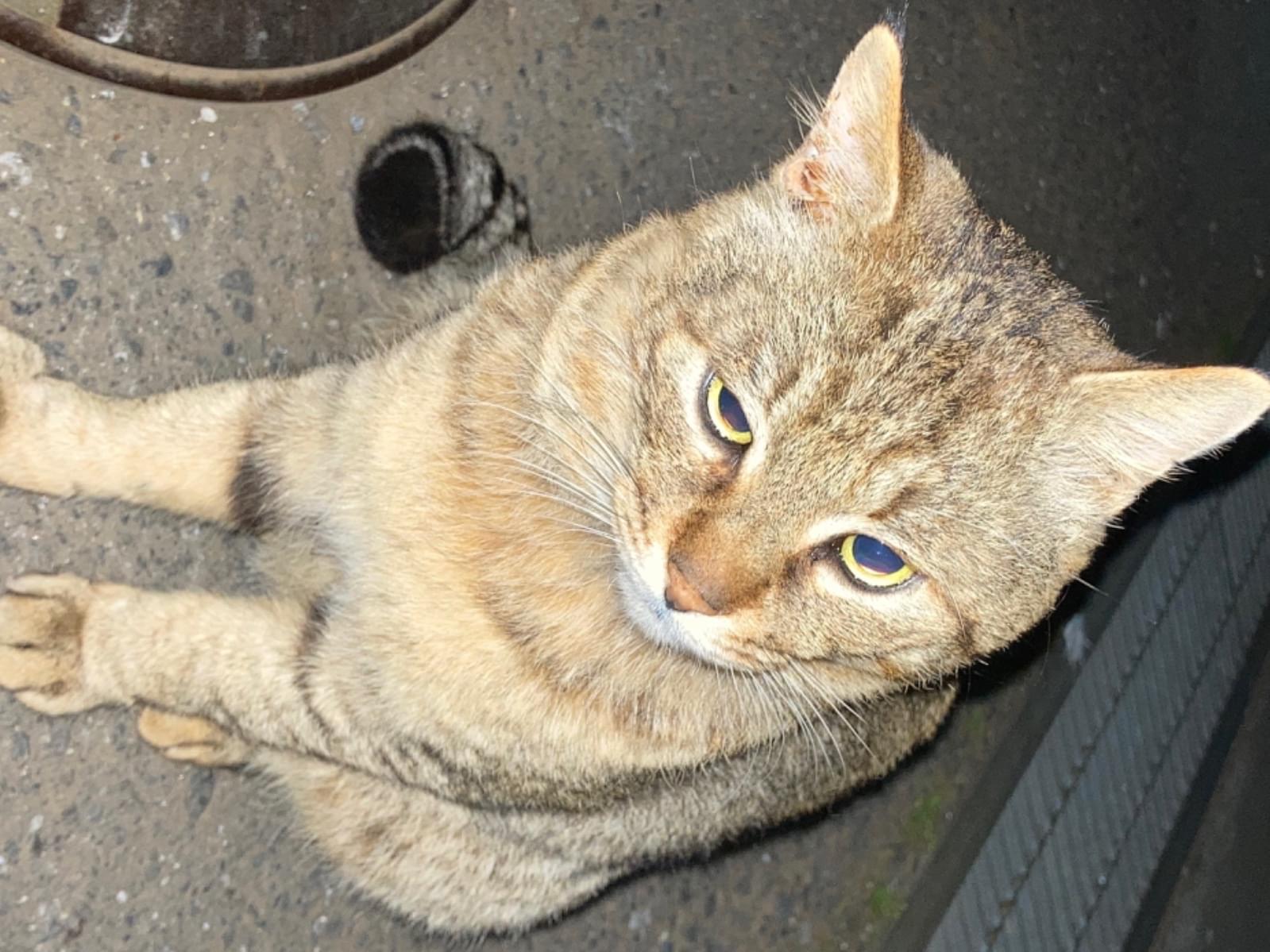 目撃された猫 目撃された猫