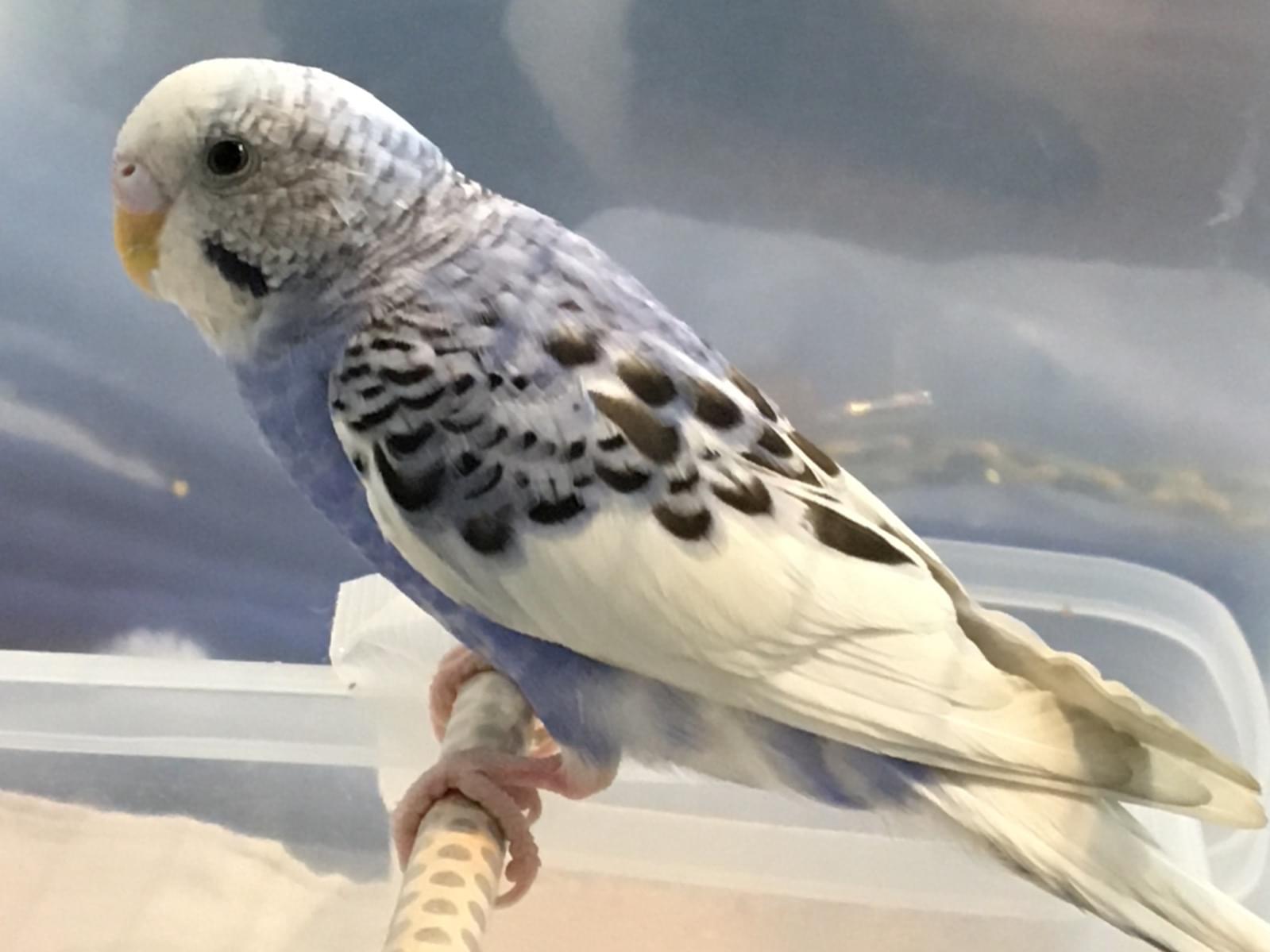 保護された鳥 保護された鳥