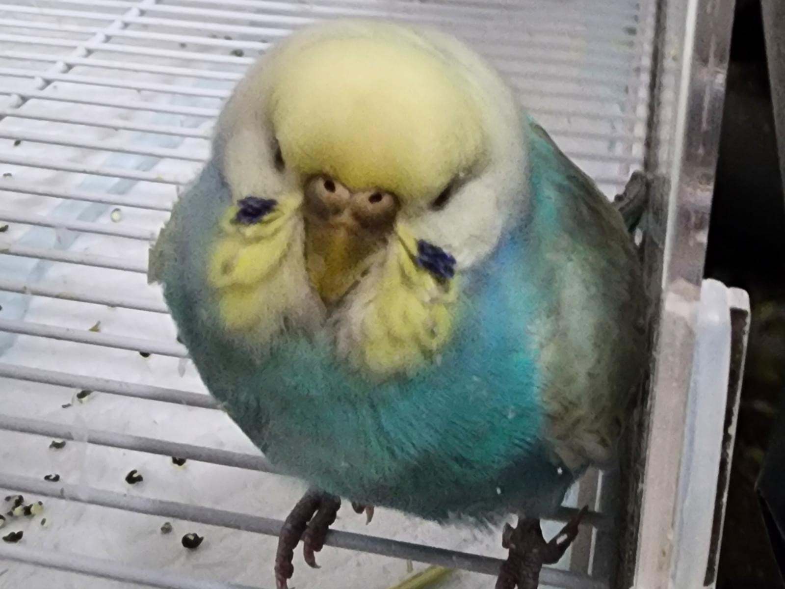 保護された鳥