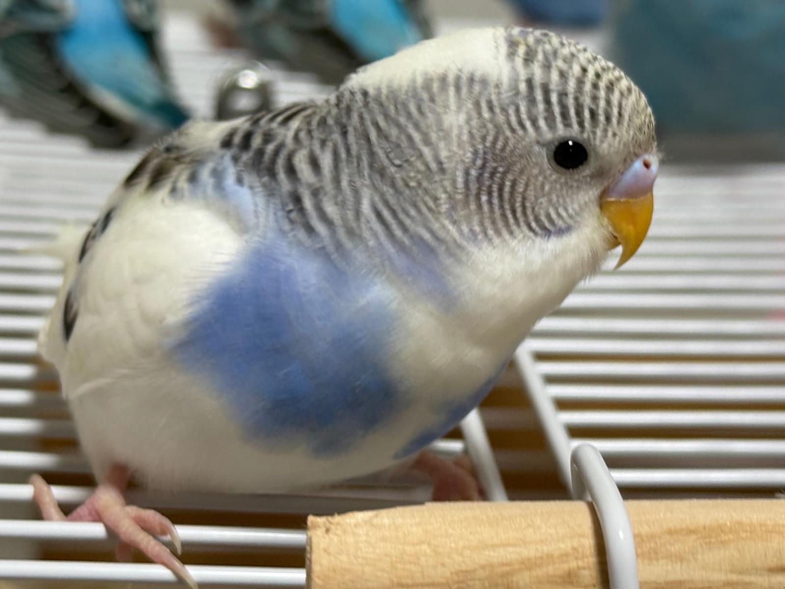 大福ちゃん 大福ちゃん
