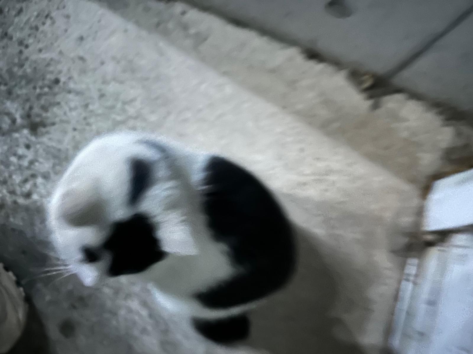 目撃された猫 目撃された猫