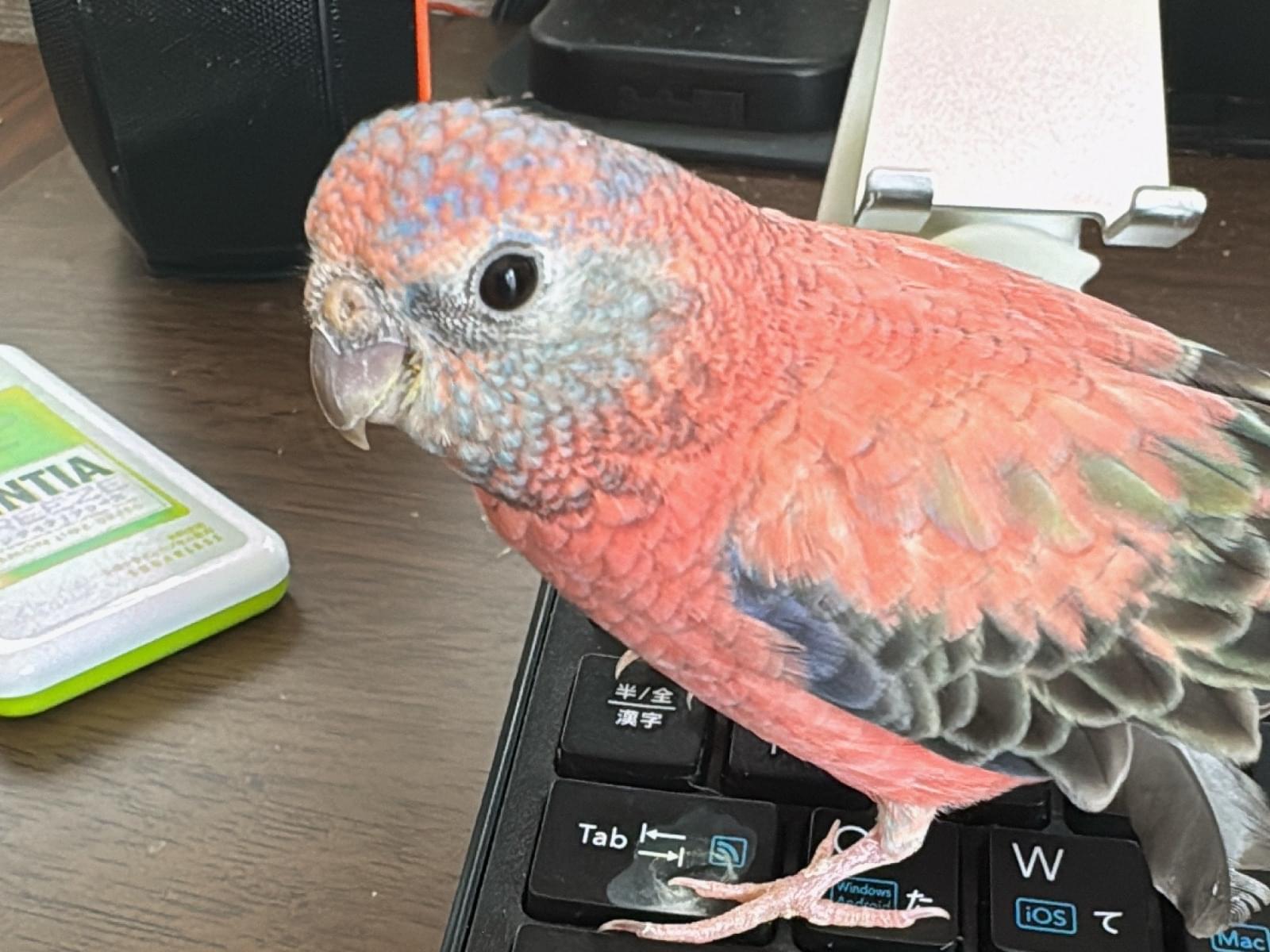 あんずちゃん あんずちゃん