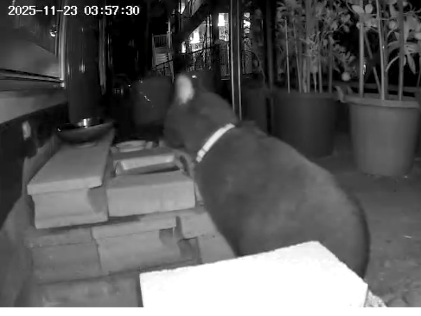 目撃された猫 目撃された猫