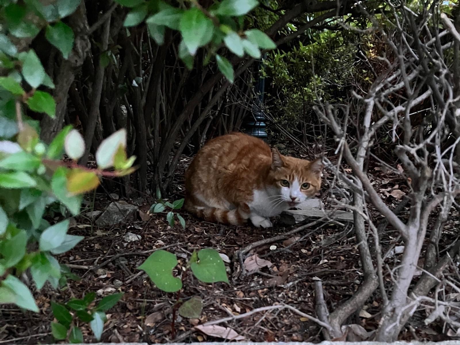 目撃された猫 目撃された猫