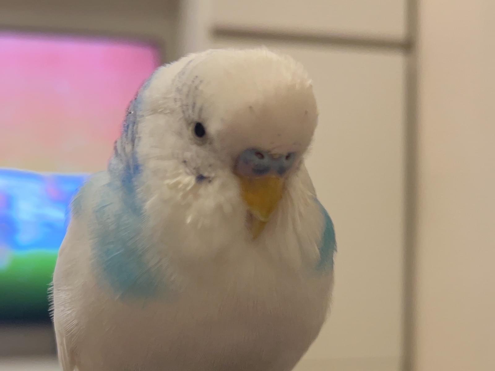 ピスケちゃん ピスケちゃん