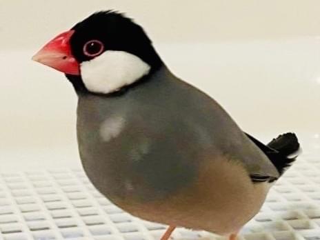 むぎちゃん むぎちゃん