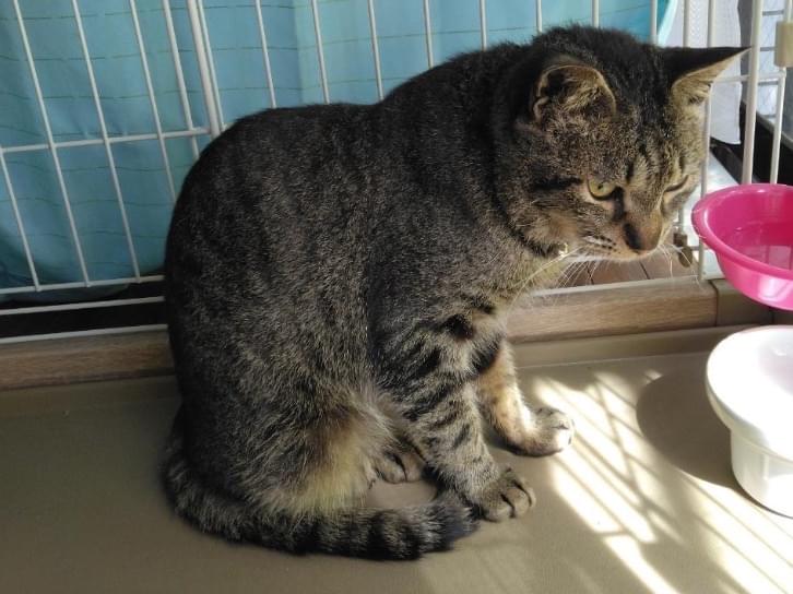 保護された猫 保護された猫