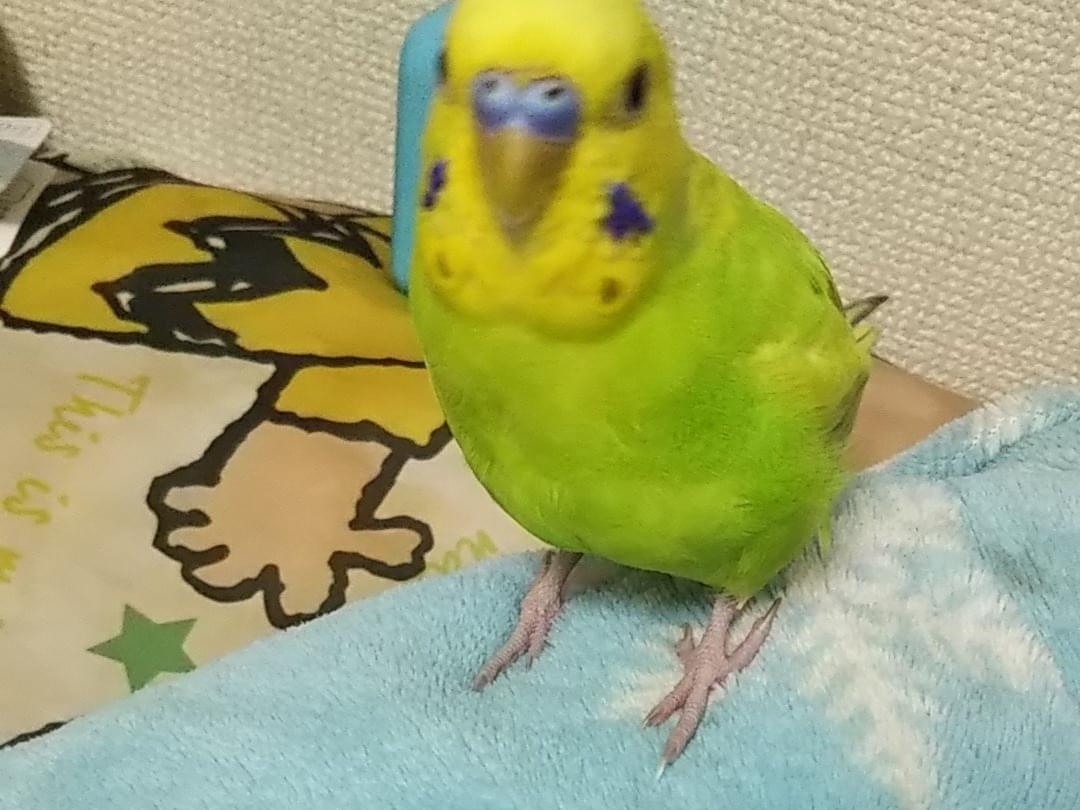 メロンちゃん メロンちゃん