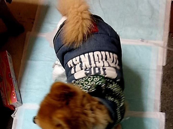 保護された犬 保護された犬