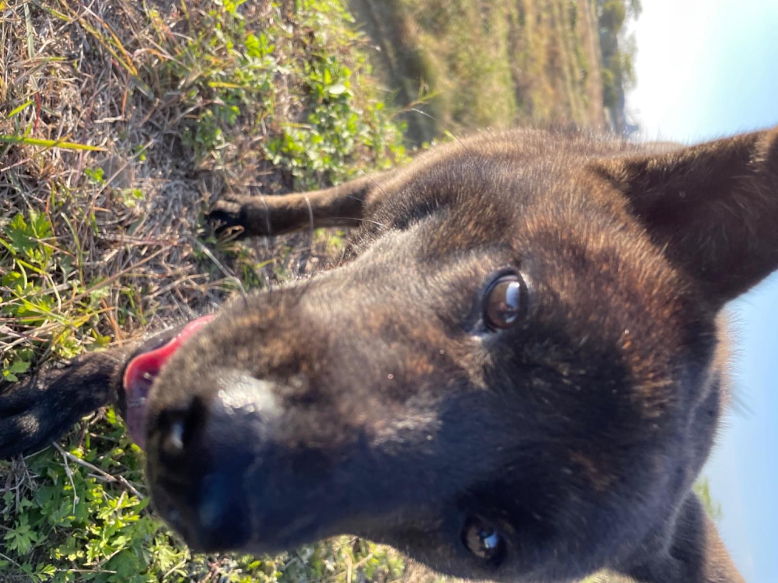 目撃された犬 目撃された犬