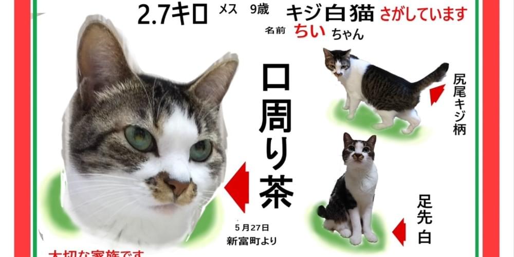 牛頭丸　キジ白とハチワレ キジ白、ハチワレ、かぎしっぽ