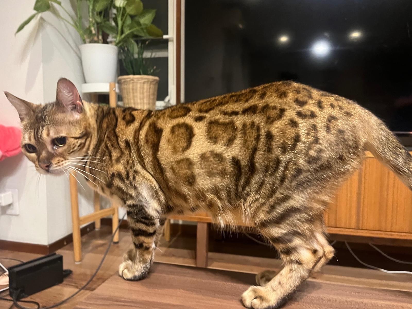 アリスちゃん