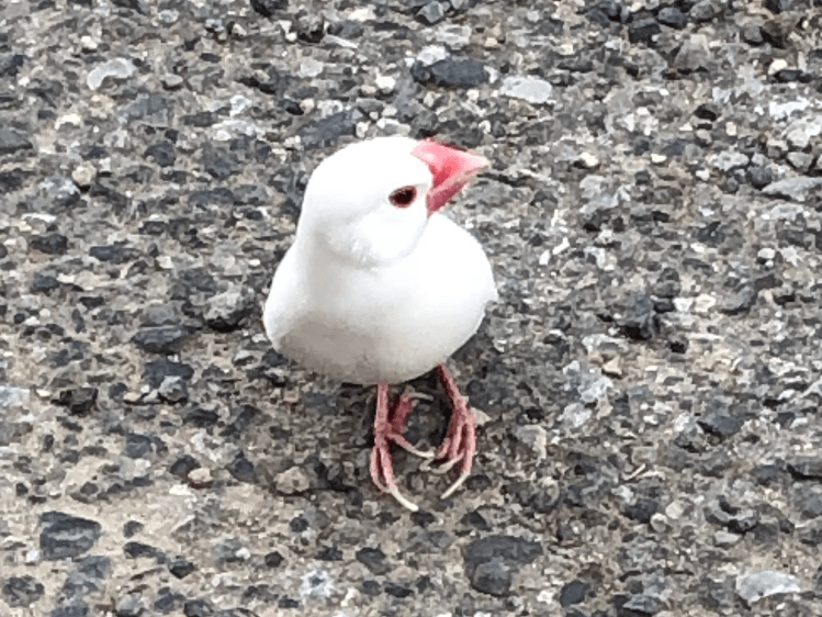 目撃された鳥 目撃された鳥