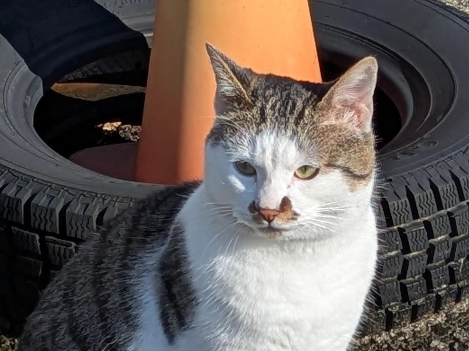 目撃された猫 目撃された猫