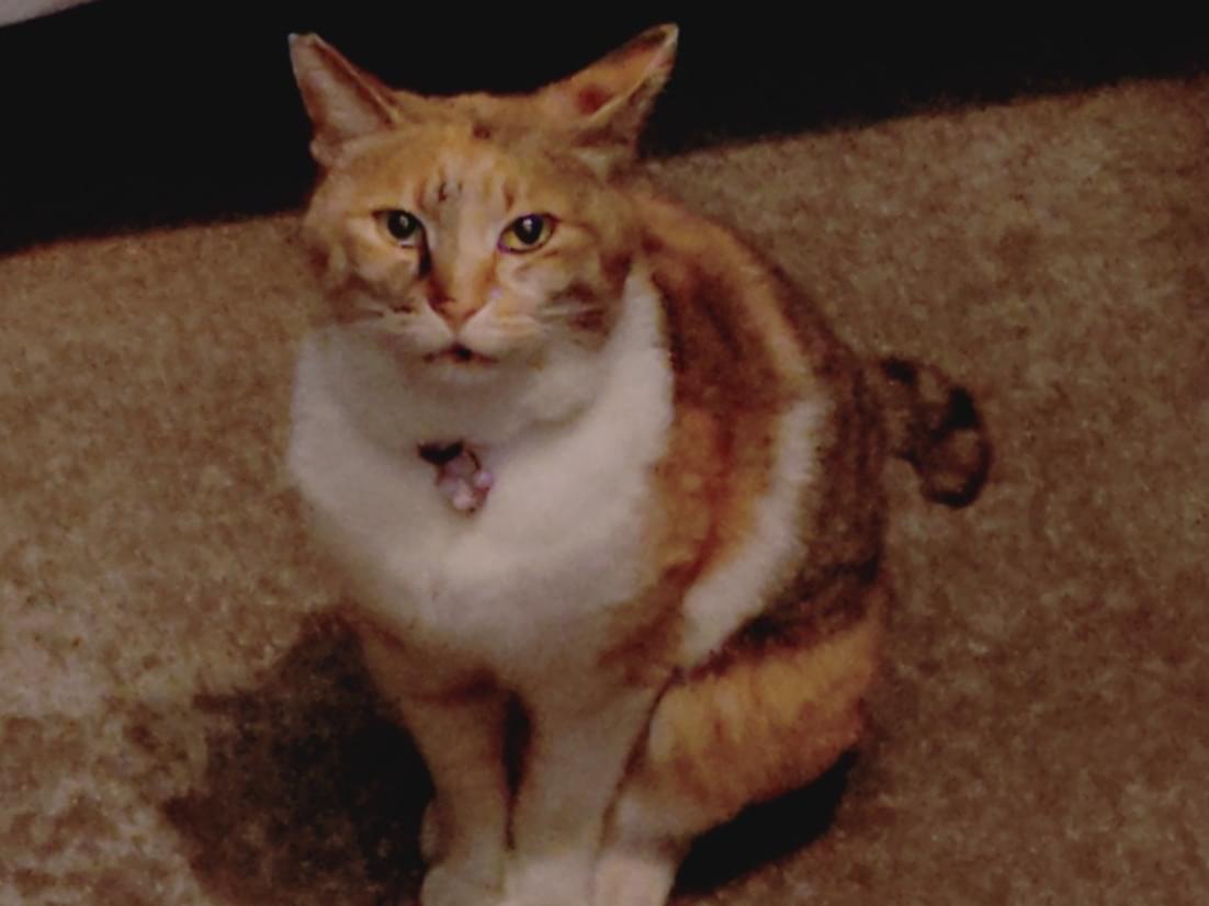 目撃された猫