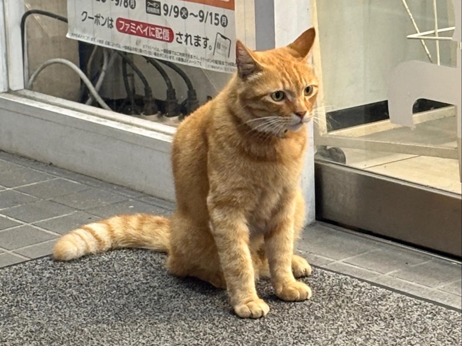 目撃された猫 目撃された猫