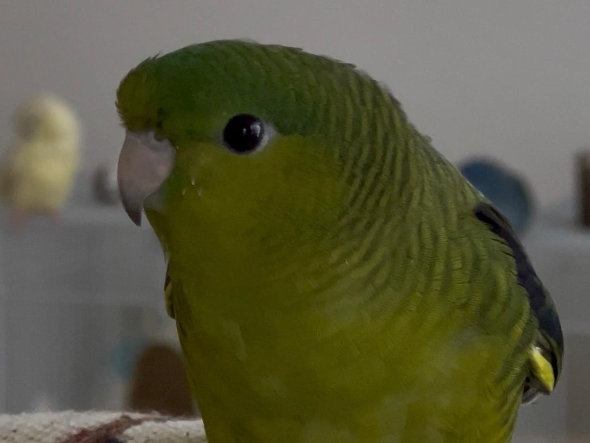 ぴのちゃん