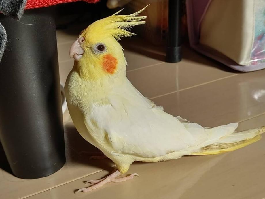 まるちゃん まるちゃん