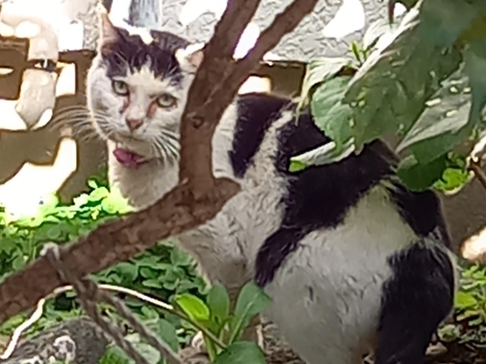 目撃された猫 目撃された猫