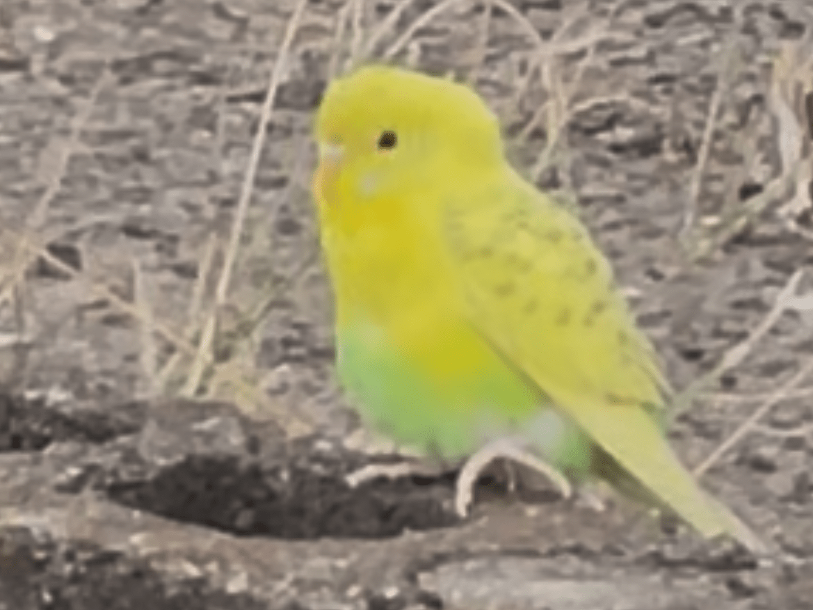 目撃された鳥 目撃された鳥