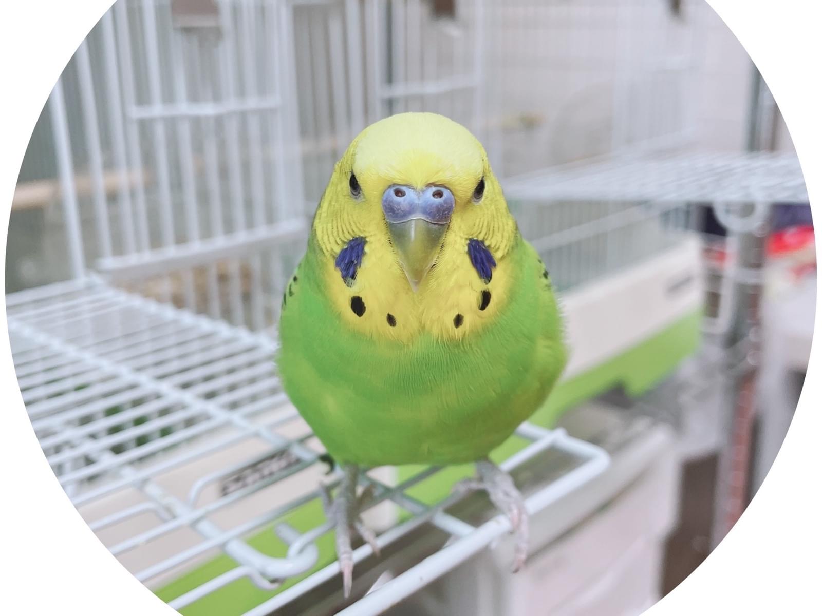 レモンちゃん レモンちゃん