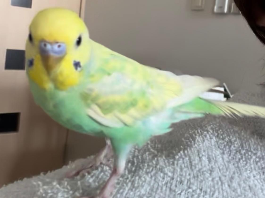 くーちゃん くーちゃん