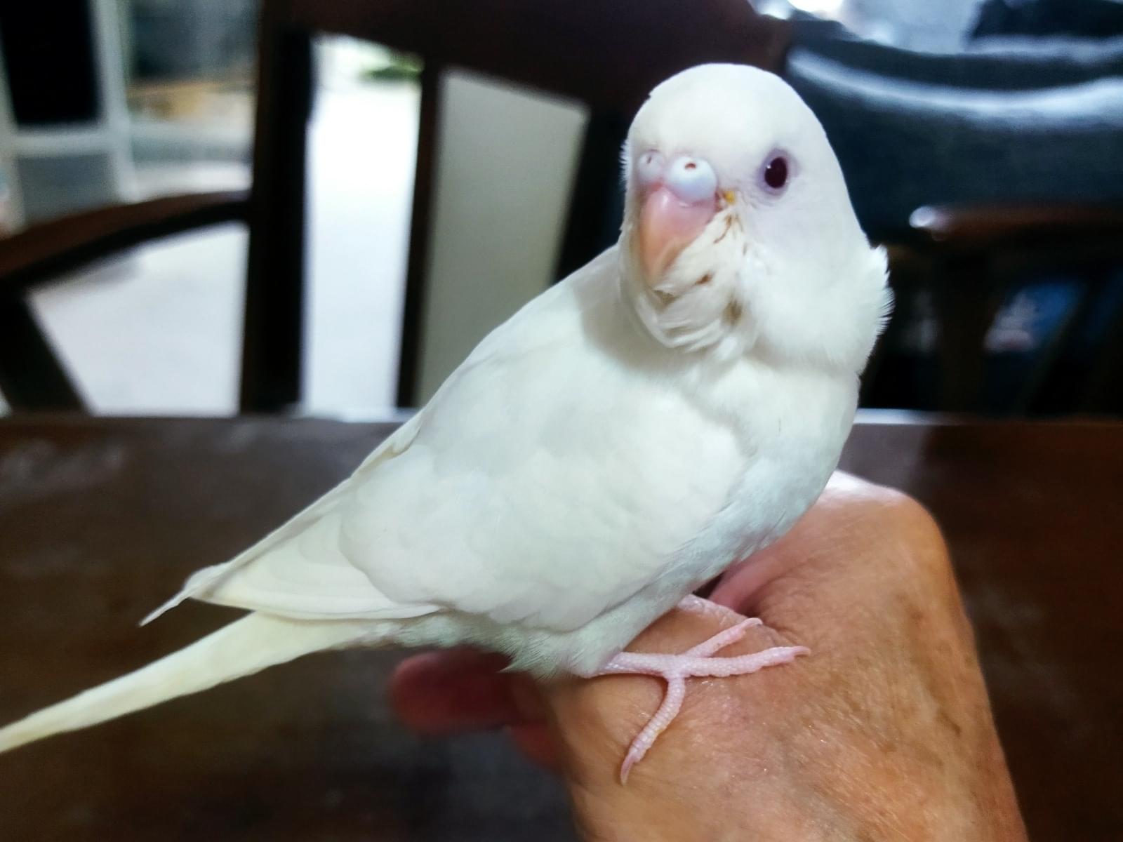 ルルちゃん ルルちゃん