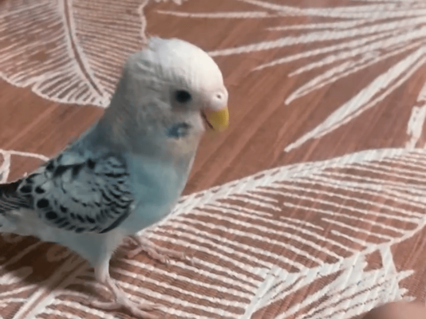 くぅちゃん くぅちゃん