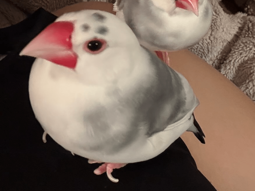 アイラちゃん アイラちゃん