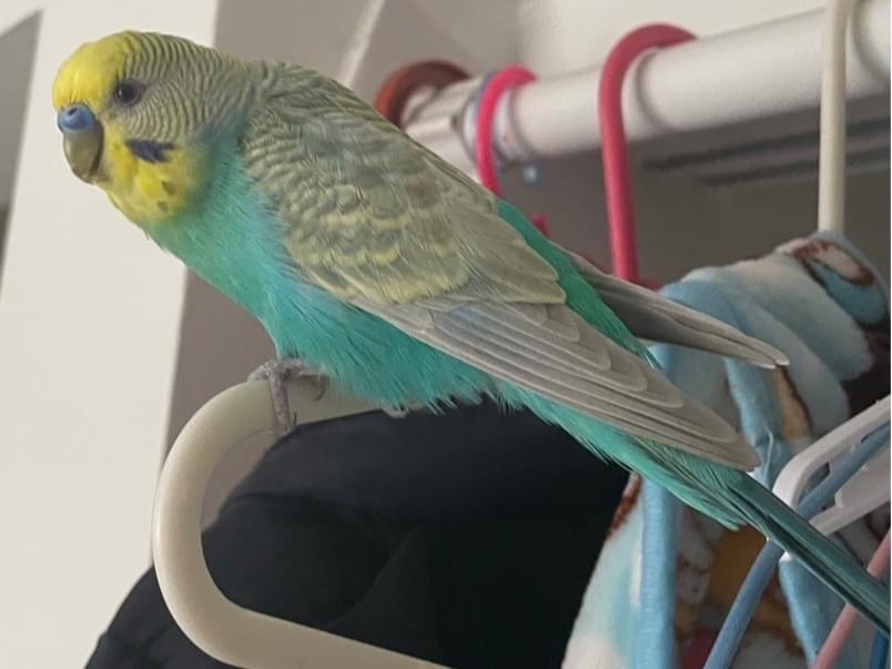 ぺこちゃん ぺこちゃん
