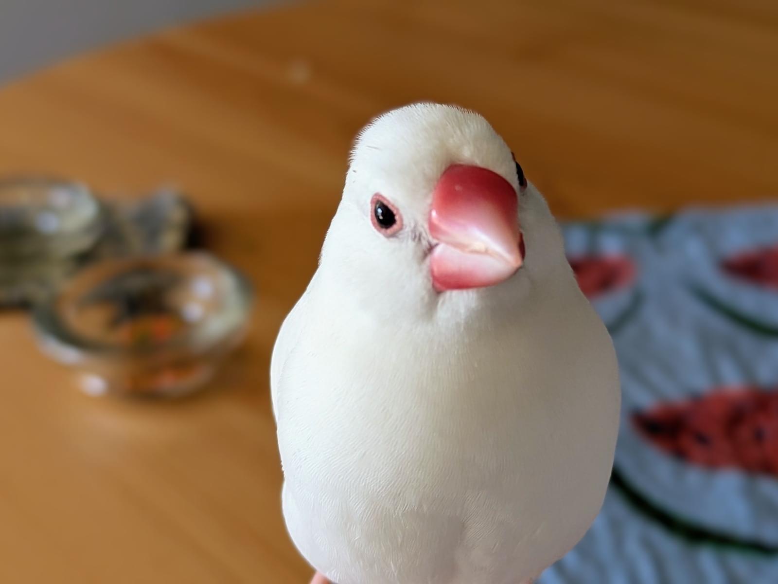 のんちゃん のんちゃん