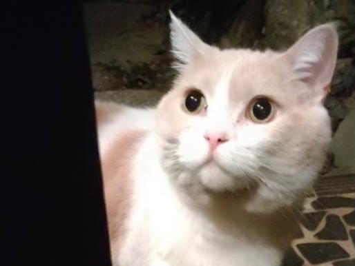 目撃された猫 目撃された猫