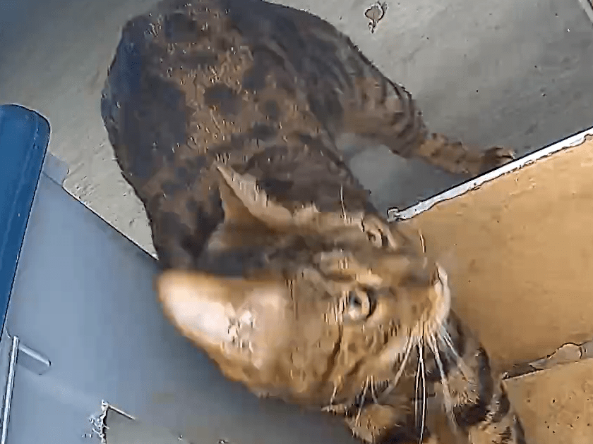 目撃された猫 目撃された猫