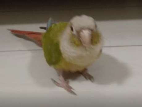 ちびちゃん ちびちゃん