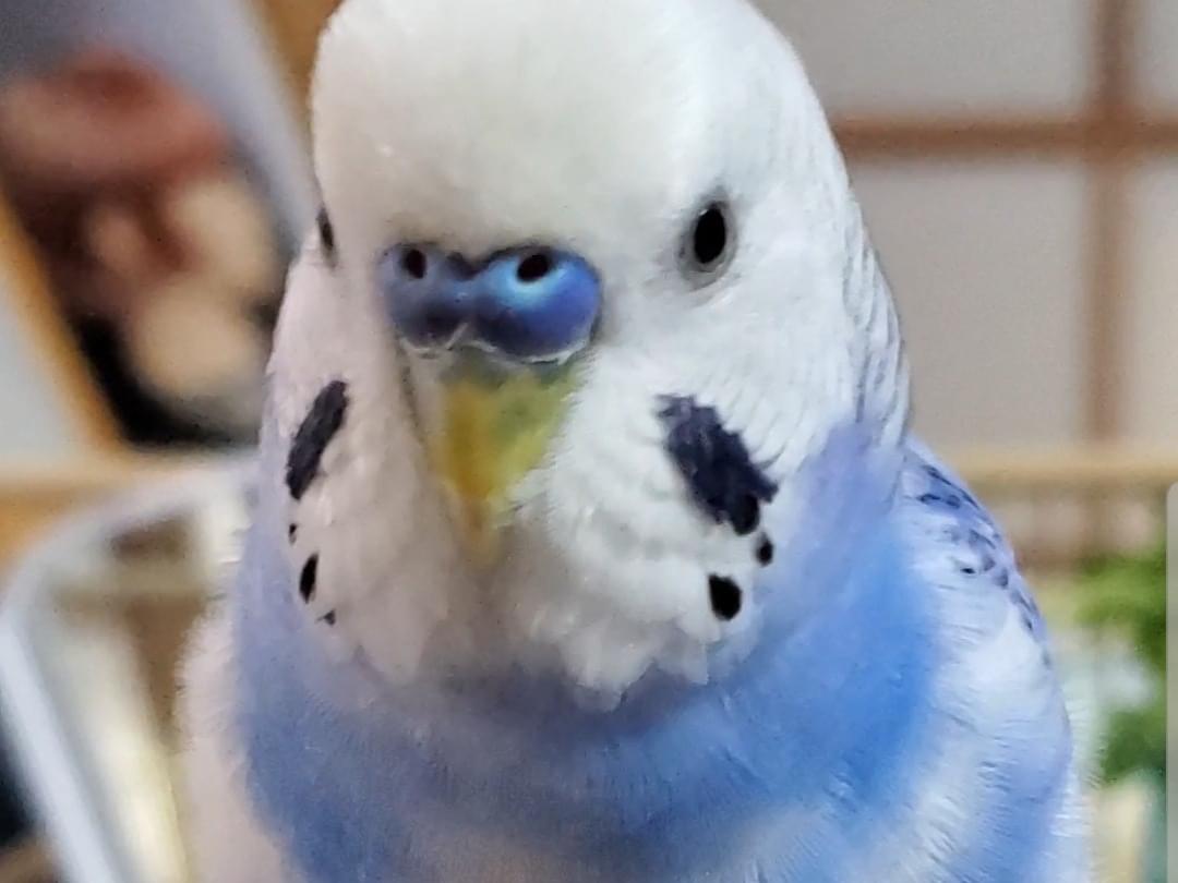 ぴぃちゃん ぴぃちゃん