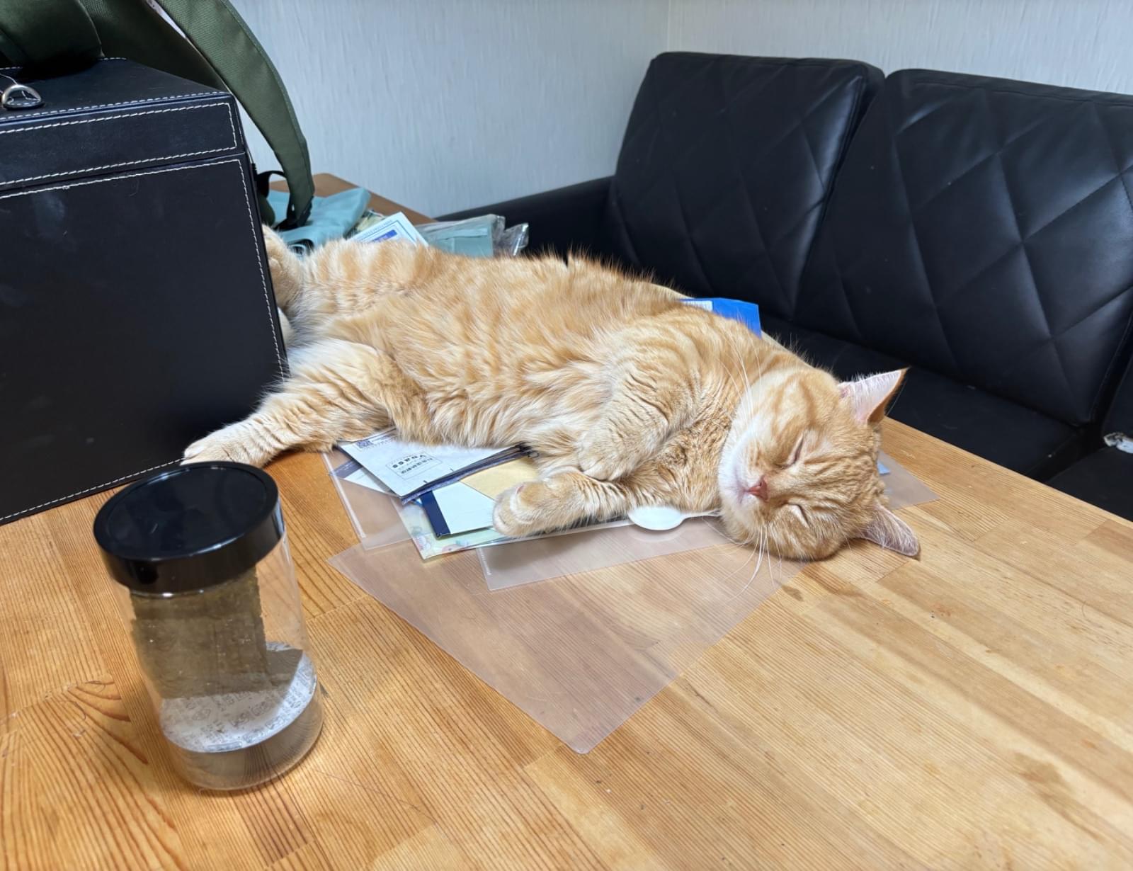 R*n様 オレンジネコ child_img_1_bf6da51c03c1.jpg