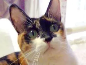 しっぽが太い三毛猫を探しています 吹田市円山町