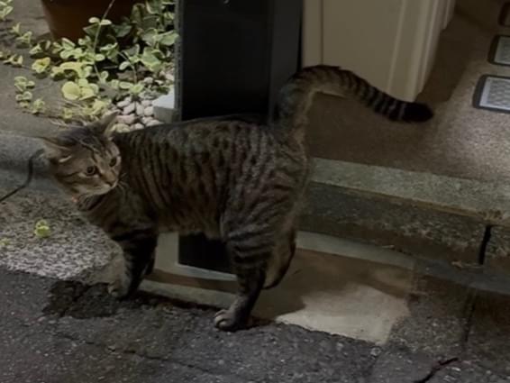 目撃された猫 目撃された猫