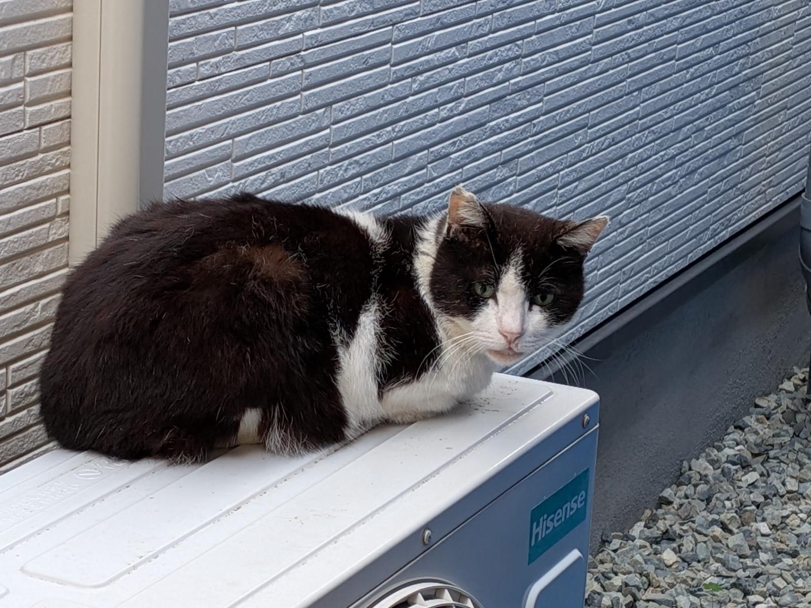 目撃された猫