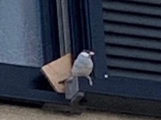 目撃された鳥 目撃された鳥