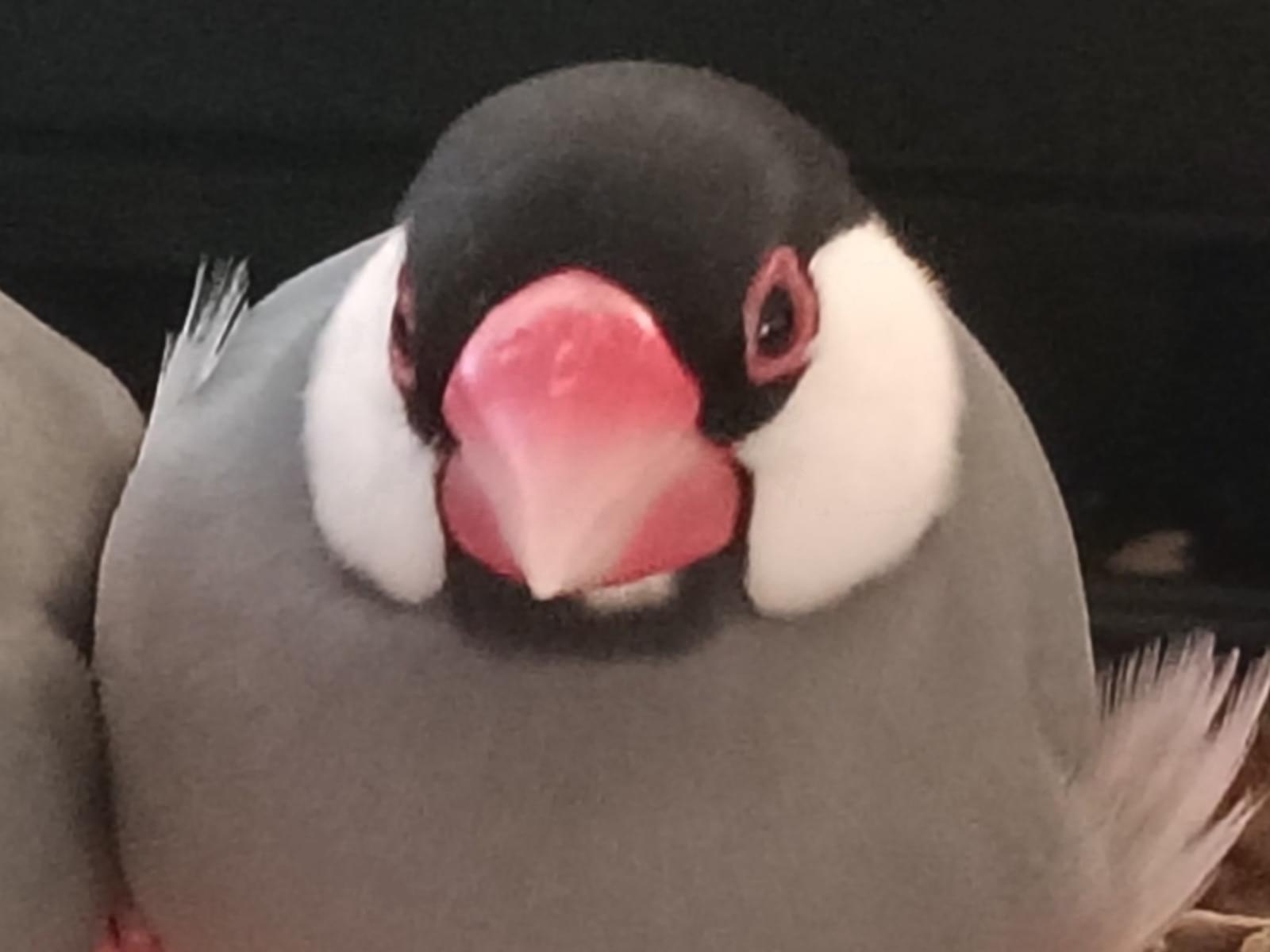 めめちゃん めめちゃん