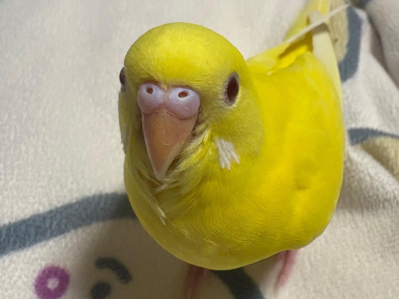 きぃちゃん きぃちゃん