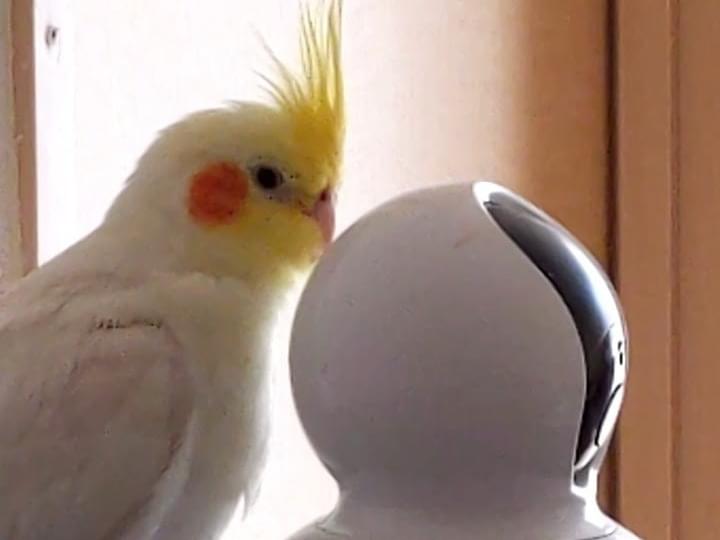 あんこちゃん あんこちゃん